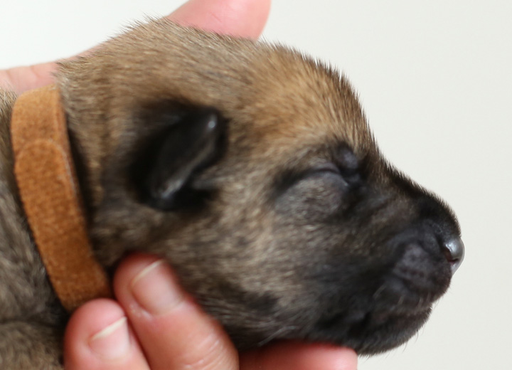 chinook puppy